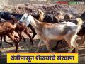 Goat Farm Care Tips : 'या' आठ उपायांनी हिवाळ्यात शेळ्या निरोगी राहतील, जाणून घ्या सविस्तर  - Marathi News | Latest News Goat Farm Care Tips These eight remedies will keep goats healthy in winter, know in detail | Latest agriculture News at Lokmat.com