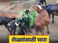 Goat Farming : शेळ्यांसाठी चाऱ्याचे 'हे' बेस्ट पर्याय, जाणून घ्या सविस्तर  - Marathi News | Latest News Goat Farming Best fodder options for goats, know in detail | Latest agriculture News at Lokmat.com