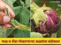 भाजीपाला पिकातील शेंडे व फळ पोखरणाऱ्या अळीच्या नियंत्रणासाठी करा हे सोपे उपाय - Marathi News | Follow these simple remedies to control fruit and shoot borer in vegetable crops | Latest agriculture News at Lokmat.com