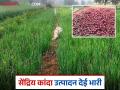 Organic Onions farmer : सेंद्रिय कांद्यातून अडकिणे यांना झाले लाखांचे उत्पन्न वाचा सविस्तर - Marathi News | organic onions farmer: Adkina earned lakhs from organic onions Read in detail | Latest agriculture News at Lokmat.com
