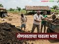 रासायनिक खतांबरोबरच शेणखताचाही चढला भाव; वाचा प्रति ट्रॉलीला काय सुरु आहे दर? - Marathi News | Along with chemical fertilizers, the price of cow dung has also increased; Read what is the current rate per trolley? | Latest agriculture News at Lokmat.com