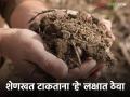 Shenkhat Management : कच्चे शेणखत शेतात टाकू नये, कारण.... जाणून घ्या सविस्तर  - Marathi News | Latest News Raw cow dung should not be thrown in farm and maize crop know in detail  | Latest agriculture News at Lokmat.com