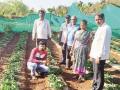 कोकणात फुलू लागला स्ट्रॉबेरी शेतीचा मळा - Marathi News | Strawberry farming plant in the Konkan blooms | Latest ratnagiri News at Lokmat.com