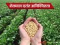 Soybean Market Update: सोयाबीनचा हमीभाव स्वप्नवत; खरिपात सोयाबीन पेरावे की नाही हा प्रश्न - Marathi News | Soybean Market Update: latest news The guaranteed price of soybean is a dream; the question is whether to sow soybean in Kharif or not | Latest agriculture News at Lokmat.com
