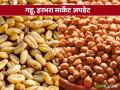 Shetmal BajarBhav: गहू, हरभरा बाजारभाव अपडेट जाणून घ्या सविस्तर - Marathi News | Shetmal BajarBhav: latest news Know the wheat, Harbhara market Arrivals and price update in detail | Latest agriculture News at Lokmat.com