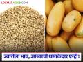 Shetmal Market Update : ज्वारीला भाव, आंब्याची धमाकेदार एन्ट्री; बाजारात काय चाललंय? - Marathi News | latest news Shetmal Market Update: Sorghum prices, mangoes make a splash; What's going on in the market? | Latest agriculture News at Lokmat.com