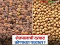 Shetmal Bajar Bhav: सोयाबीन, हरभऱ्याची दरवाढ कोणाच्या पथ्यावर पडणार? वाचा सविस्तर - Marathi News | Shetmal Bajar Bhav: latest news Who will bear the price hike of soybeans and Harbhara? Read in detail | Latest agriculture News at Lokmat.com