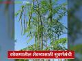 शेतकऱ्यांनो तुमच्याकडे वैशिष्ट्यपूर्ण शेवग्याचे झाड आहे? मग जिंका ही आकर्षक बक्षिसे - Marathi News | Farmers do you have such a unique drumstick tree? Then win these attractive prizes | Latest agriculture News at Lokmat.com
