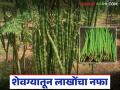 Shevga Farming : बदलत्या हवामानात शेवगा शेती ठरतेय शेतकऱ्यांचा आधार वाचा सविस्तर - Marathi News | latest news Shevga Farming: Shevga farming is becoming a support for farmers in a changing climate. Read in detail | Latest agriculture News at Lokmat.com