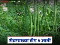 Shevga Variety: कमी कालावधीत, कमी पाण्यात अधिक उत्पादन देणाऱ्या शेवग्याच्या पाच जाती - Marathi News | Latest News Shevga sheti Five varieties of shevga that give more yield in less time and less water, read in detail | Latest agriculture News at Lokmat.com