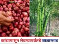 Kanda Shevaga Market : कांद्यासह टोमॅटो, कोबी, शेवग्याला काय भाव मिळतोय? वाचा सविस्तर  - Marathi News | latest news see prices tomatoes, cabbage, and turnips along with onions Read in detail | Latest agriculture News at Lokmat.com