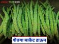 Shevga Market : शेवगा शेअर बाजारासारखा कोसळला; आवक वाढली, बाजारात नेमके काय घडले? - Marathi News | latest news Shevga Market: Shevga collapsed like the stock market; Inflows increased, what exactly happened in the market? | Latest agriculture News at Lokmat.com
