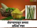 Drumstick शेवग्यापासून बनतात इतकी उत्पादने; सुरु करू शकता प्रक्रिया उद्योग - Marathi News | So many products are made from Drumstick; Can start processing industry | Latest agriculture News at Lokmat.com