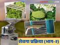 Shevga Powder : शेवग्यापासून कशी बनवाल पावडर? उद्योग उभारणीसाठी किती लागतो खर्च; पाहूया सविस्तर - Marathi News | Shevga Powder : How to make powder from drumstick? Cost of setting up the industry; Let's see in detail | Latest agriculture News at Lokmat.com