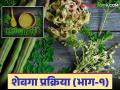 Shevga Powder Business : शेवग्यापासून पावडर बनविणे प्रक्रिया व्यवसायात कशा आहेत संधी? वाचा सविस्तर - Marathi News | Shevga Powder Business: What are the opportunities in the Shevga Powder Processing Business? Read in detail | Latest agriculture News at Lokmat.com