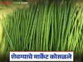 नोव्हेंबरमध्ये २०० ते ३०० रुपये किलोने विकल्या जाणाऱ्या शेवग्याच्या शेंगेला वाचा आज काय मिळतोय दर? - Marathi News | What is the price of the pods of the drumstick, which were sold for Rs 200 to Rs 300 per kg in November, today? | Latest agriculture News at Lokmat.com