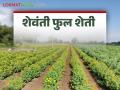 Women Farmer Story : शिरोडी खुर्द येथे शंभर एकरक्षेत्रात महिलांनी फुलवली फुलांची शेती - Marathi News | Women Farmer Story: Women cultivate flowers in a hundred acres of land in Shirodi Khurd | Latest agriculture News at Lokmat.com