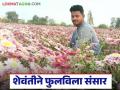Farmer Success Story : नियोजन अन् श्रमांच्या जोरावर विजयरावांनी शेवंती शेतीतून लाखाची कमाई - Marathi News | Farmer Success Story: Vijayrao earned lakhs of rupees from Shevanti farming through planning and hard work | Latest agriculture News at Lokmat.com