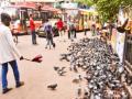 कबुतरखान्यावर कारवाई; काहींचा पाठिंबा, काहींचा रोष - Marathi News | Action against pigeon house; Some support, some are angry | Latest mumbai News at Lokmat.com