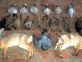 वन्यप्राण्यांची शिकार करणाºया चौघांना सोलापूरात पकडले - Marathi News | Hunt for wild animals was caught in Solapur | Latest solapur News at Lokmat.com