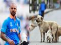 Shikhar Dhawan: केरळमध्ये कुत्र्यांची मोठ्या प्रमाणात सामूहिक हत्या, शिखर धवनने व्यक्त केली नाराजी  - Marathi News | Shikhar Dhawan has expressed his displeasure over the mass killing of dogs in Kerala | Latest cricket News at Lokmat.com