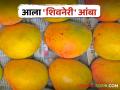 Hapus Mango कोकणातील हापूस संपला, आता ह्या नवीन हापूसची चव चाखा - Marathi News | Hapus Mango Konkan hapus is over, now taste this new hapus | Latest agriculture News at Lokmat.com