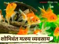 Fish Farming Business : शोभेच्या मासे व्यवसायातून पैसा कमावण्याची संधी, कसा करायचा हा व्यवसाय?  - Marathi News | Latest News Fish Farming Opportunity to earn money from ornamental fish business, how to do business see details | Latest agriculture News at Lokmat.com