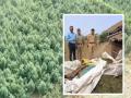 रेकलीयापाणी धरण परिसरातील गांजाची शेती उदध्वस्त; शिरपूर पोलिसांची कारवाई - Marathi News | | Latest dhule News at Lokmat.com