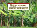 Crops : सिद्धेश्वर धरणाच्या पाण्यावर बहरला फळबागांसह भाजीपाल्याचा मळा वाचा सविस्तर - Marathi News | Crops : latest news Vegetable gardens and orchards flourish on the waters of Siddheshwar Dam read in details | Latest agriculture News at Lokmat.com