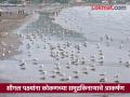 विदेशी पाहुण्यांनी दिली थंडीची ‘वर्दी’; कोकणात सीगल पक्ष्यांचे आगमन - Marathi News | Exotic seagulls heralding the onset of winter have arrived on the beaches of Konkan | Latest maharashtra News at Lokmat.com