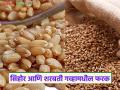 Sharbati Wheat : सिहोर आणि शरबती गहू कुठे पिकवला जातो, या दोन्ही गव्हामधील फरक काय आहे?  - Marathi News | | Latest agriculture News at Lokmat.com