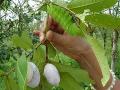 विदर्भातील शेतकऱ्यांना दिल्या जात आहेत  रेशीम शेतीचे धडे! - Marathi News | Farmers of Vidarbha are being given the lessons of silk farming! | Latest buldhana News at Lokmat.com
