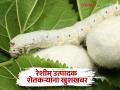 सिल्क समग्र-२ योजनेंतर्गत लाभार्थ्यांकरिता निधी वितरीत व खर्च करण्यास मान्यता - Marathi News | Approval of disbursement and expenditure of funds to the beneficiaries under Silk Samagra-II Yojana | Latest agriculture News at Lokmat.com