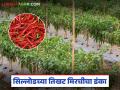 Chilli export to Dubai : सिल्लोडची मिरची झाली इंटरनॅशनल; बांगलादेश, दुबईत वाढली मागणी - Marathi News | latest news Chilli export to Dubai : Sillod's Chilli International; Increased demand in Bangladesh, Dubai | Latest agriculture News at Lokmat.com