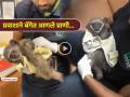 मुंबई विमानतळावर प्रवाशाच्या बॅगेत सापडली दोन सिल्वर गिबन; कस्टम अधिकारीही झाले अवाक् - Marathi News | Two silver gibbons found in passenger bag at Mumbai airport Customs officials also left speechless | Latest mumbai News at Lokmat.com