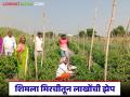 माण तालुक्यातील युवा शेतकऱ्याने शिमला मिरचीत केली कमाल; दीड एकरमध्ये घेतले २० लाखांचे उत्पन्न - Marathi News | Young farmer from Maan taluka excelled in capsicum; earned income of Rs 20 lakhs in one and a half acres | Latest agriculture News at Lokmat.com