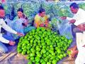 सिमला मिरचीतून सहा महिन्यांत तब्बल दहा लाखांचे उत्पन्न   - Marathi News | Simla chilli yields about one million in six months | Latest solapur News at Lokmat.com
