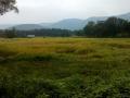 परतीच्या पावसानं दाणादाण; सिंधुदुर्गात भातपिकाचं नुकसान - Marathi News | heavy rainfall damage rice crops in sindhudurg | Latest sindhudurga News at Lokmat.com