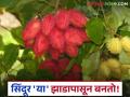 Sindoor : सिंदूर कोणत्या झाडांपासून बनतं? या वनस्पतींबद्दल जाणून घ्या सविस्तर - Marathi News | latest News agriculture News how to make sindoor or which plants see details | Latest agriculture News at Lokmat.com