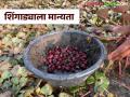 Singada Crop : शिंगाडा पिकास फळे व भाजीपाला संवर्गातील कृषि पीक म्हणून मान्यता - Marathi News | Singada Crop : Singada crop recognized as an agricultural crop in the fruits and vegetables category | Latest agriculture News at Lokmat.com