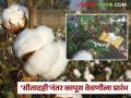 Cotton Harvesting : पावसाने घेतली कसोटी; 'सीतादही'नंतर कपाशी वेचणीला सुरुवात - Marathi News | latest news Cotton Harvesting: Rains test; Cotton harvesting begins after 'Sita Dahi' | Latest agriculture News at Lokmat.com