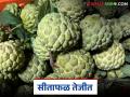 Sitafal Bajar Bhav : पुणे बाजारात सीताफळाला मिळाला उच्चांकी भाव; कसा मिळाला दर? - Marathi News | Sitafal Bajar Bhav : Sitaphal fetches highest price in Pune market; How did the price get there? | Latest agriculture News at Lokmat.com