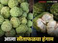 Melghat Sitafal Season : आरोग्यदायी गोडवा : मेळघाटी सीताफळाची राज्यभर मागणी वाचा सविस्तर - Marathi News | latest news Melghat Sitafal Season: Healthy sweetness: Melghat Sitafal is in demand across the state | Latest agriculture News at Lokmat.com