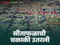Sitafal Bajar Bhav : देशभरात प्रसिद्ध असलेल्या पुरंदर तालुक्यातील सीताफळाला कसा मिळतोय दर - Marathi News | Sitafal Bajar Bhav : How is the price of Sitafal in Purandar taluka which is famous all over the country | Latest agriculture News at Lokmat.com