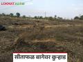 Agriculture News : चार वर्षांपासूनची मेहनत, एकरी 70 हजारांचा खर्च, मग आता बागेवर कुऱ्हाड का चालवली?  - Marathi News | Latest News Agriculture News Not expected market rate to Sitafal dhule farmer cut down farm | Latest agriculture News at Lokmat.com