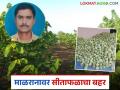 जत तालुक्यातील शेतकरी रवी पाटलांनी एकरी १७ टनांचे उत्पादन घेत सीताफळ शेतीत केली क्रांती - Marathi News | Young farmer Ravi Patil from Jat taluka revolutionized custard apple farming by producing 17 tons per acre | Latest agriculture News at Lokmat.com