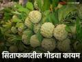 Custard Apple Market : सीताफळ लिलावाने ओलांडला चार वर्षांतील उच्चांक - Marathi News | Custard Apple Market: Custard apple auctions hit four-year high | Latest agriculture News at Lokmat.com