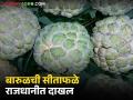 Seetapal Market : बारुळची सीताफळे मुंबई, पुणे, हैदराबादसह बाहेरच्या बाजारात विक्रीसाठी रवाना - Marathi News | latest news Seetapal Market: Barul's betel nuts are being sold in foreign markets including Mumbai, Pune, Hyderabad. | Latest agriculture News at Lokmat.com