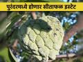 सिताफळ उत्पादक शेतकऱ्यांना मिळणार आता स्वतःचा ब्रँड - Marathi News | custard apple farmers will now get their own brand | Latest agriculture News at Lokmat.com