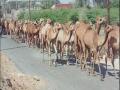 राजस्थानमधील उंटांना तेलंगणातील कत्तलखान्याकडे नेले जात असल्याचा आरोप - Marathi News | Allegation that camels from Rajasthan are being taken to slaughterhouses in Telangana | Latest nagpur News at Lokmat.com
